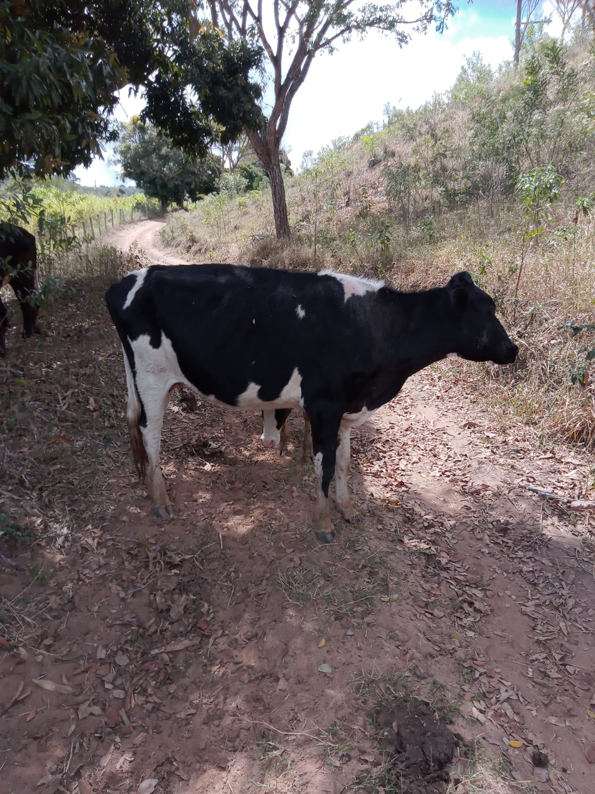 Vaca leiteira