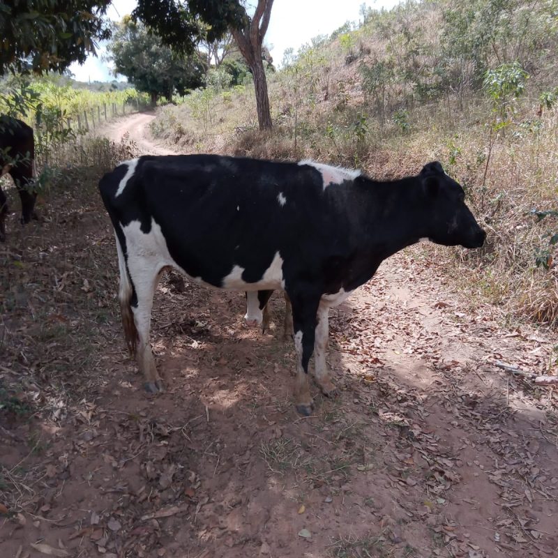 Vaca leiteira